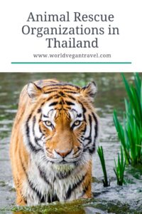blog animal rescue organizations in Thailand - Animal Rescue Organizations in Thailand