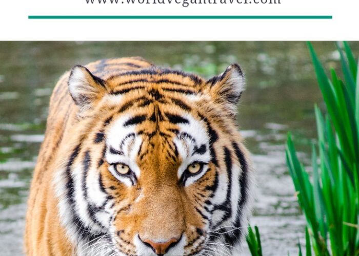 blog animal rescue organizations in Thailand - Animal Rescue Organizations in Thailand