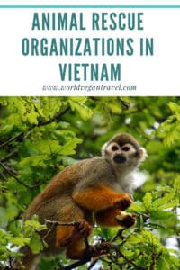 blog animal rescue organizations in Vietnam 1 - Animal Rescue Organizations in Vietnam