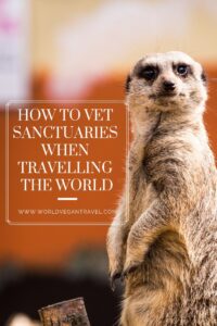 blog how to vet sanctuaries - ​Is it a sanctuary? How to vet animal sanctuaries when traveling the world