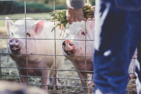 9 resolutions for vegan travelers photos 7 - 9 Resolutions for Vegan Travelers in 2019