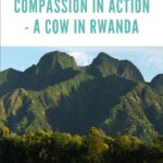 blog power of compassion in Rwanda - The Power of Compassion in Action - A Cow in Rwanda