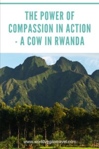 blog power of compassion in Rwanda - The Power of Compassion in Action - A Cow in Rwanda