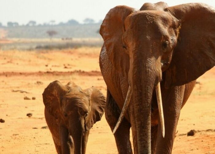blog top African travel destinations part 2 - 20 top travel destinations in Africa that Vegans need to visit (Part-2)