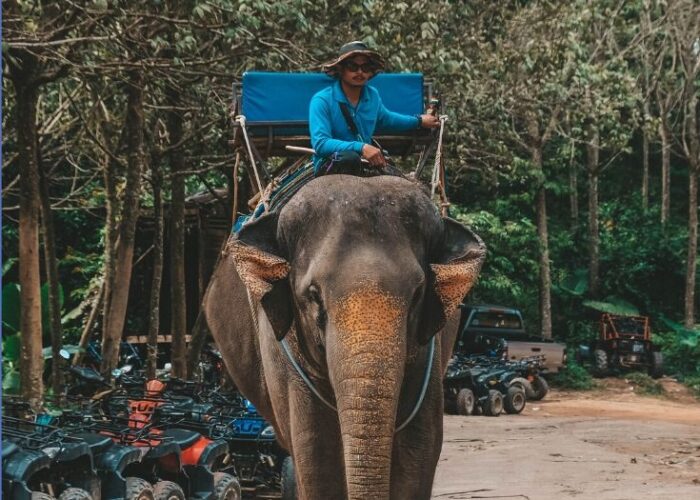 blog confessions of a vegan tour operator - Confessions of a Vegan Tour Operator