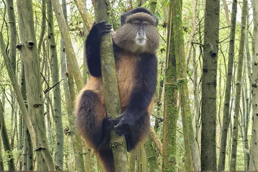 Wildlife experience during group travel in nature