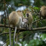 monkeys at Nyungwe forest