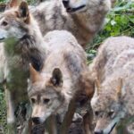 Black forest Bear and Wolf sanctuary (2)