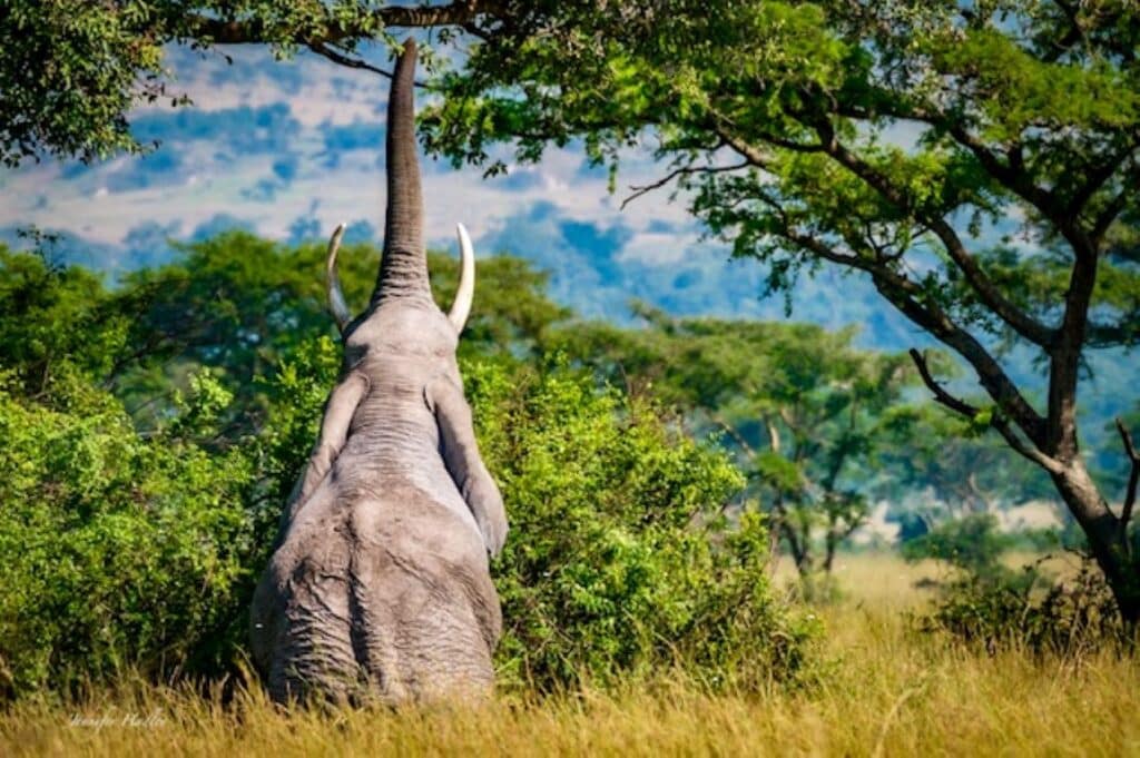 An elephant reaching up on in to the branches with his trunk. He is surrounded by trees