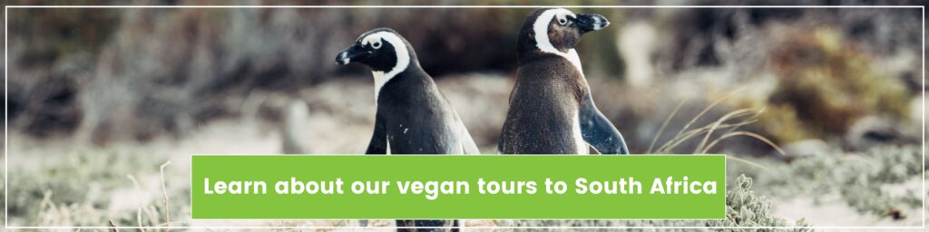 Two small penguins in the grass with the text: Learn about our vegan tours to South Africa