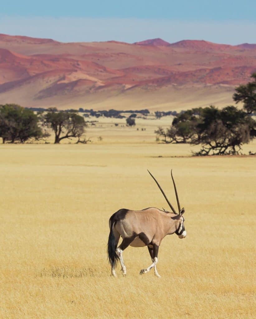 Gemsbok - Namibia