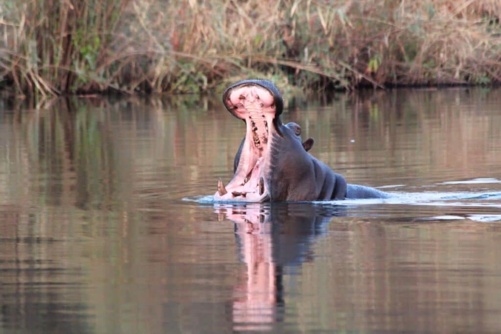 Hippo - Namibia