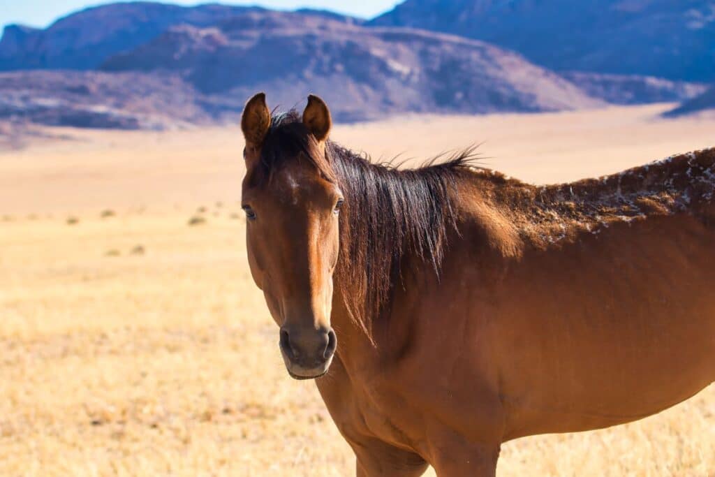 Horse in Namibia desert