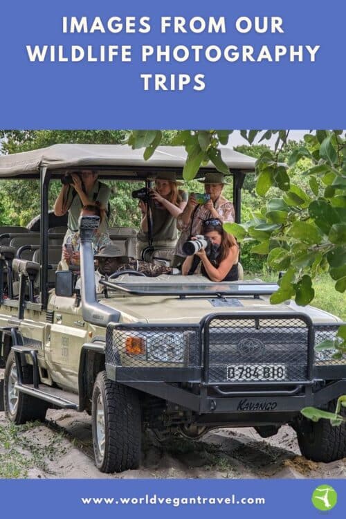Text: Images from our Wildlife Photography Trips Image of people taking pictures of animals in a jeep