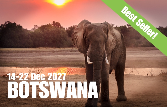 14-22 Dec 2027 Botswana vegan group trip Picture of Elephant