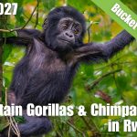 Baby Gorilla reaching for leaf with text