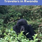 Mountain gorilla in Rwanda – Kinyarwanda language guide for vegan travelers by World Vegan Travel