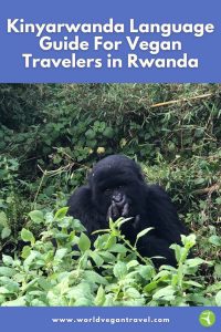 Mountain gorilla in Rwanda – Kinyarwanda language guide for vegan travelers by World Vegan Travel