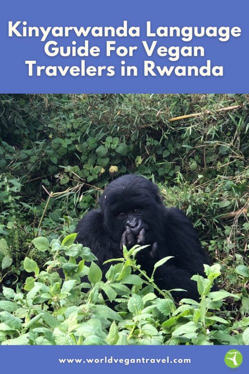 Mountain gorilla in Rwanda – Kinyarwanda language guide for vegan travelers by World Vegan Travel