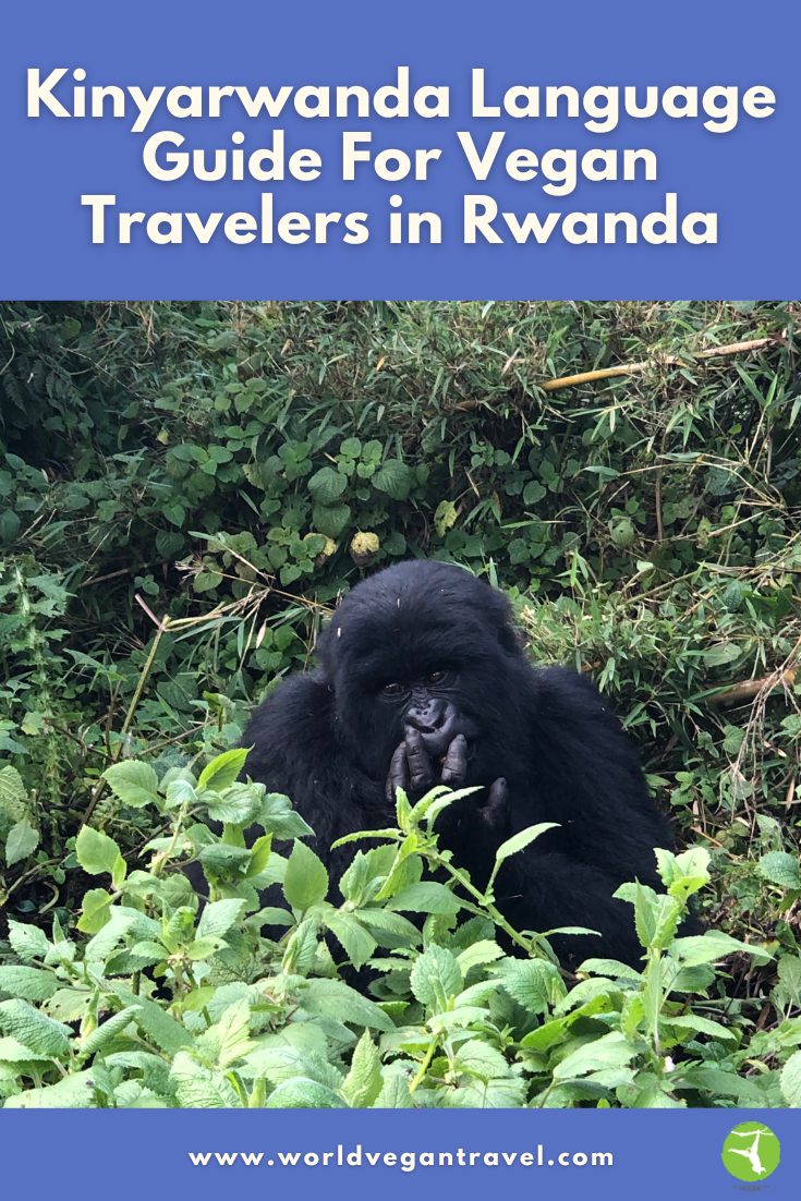 Mountain gorilla in Rwanda – Kinyarwanda language guide for vegan travelers by World Vegan Travel