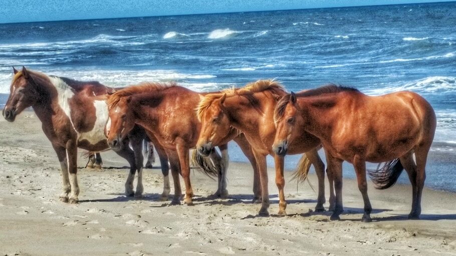 World Vegan Travel_wild ponies