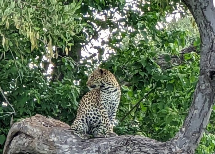 Leopard sitting on a tree branch in Botswana surrounded by green leaves.