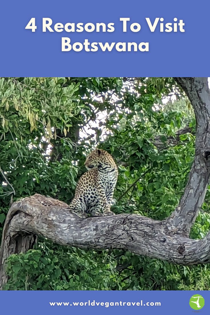 Leopard sitting on a tree branch in Botswana surrounded by green leaves.