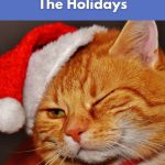 Orange cat in a Santa hat with one eye closed, symbolizing holiday fun for vegan hosting tips.