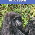 Mountain gorilla in Rwanda spotted on a World Vegan Travel tour.