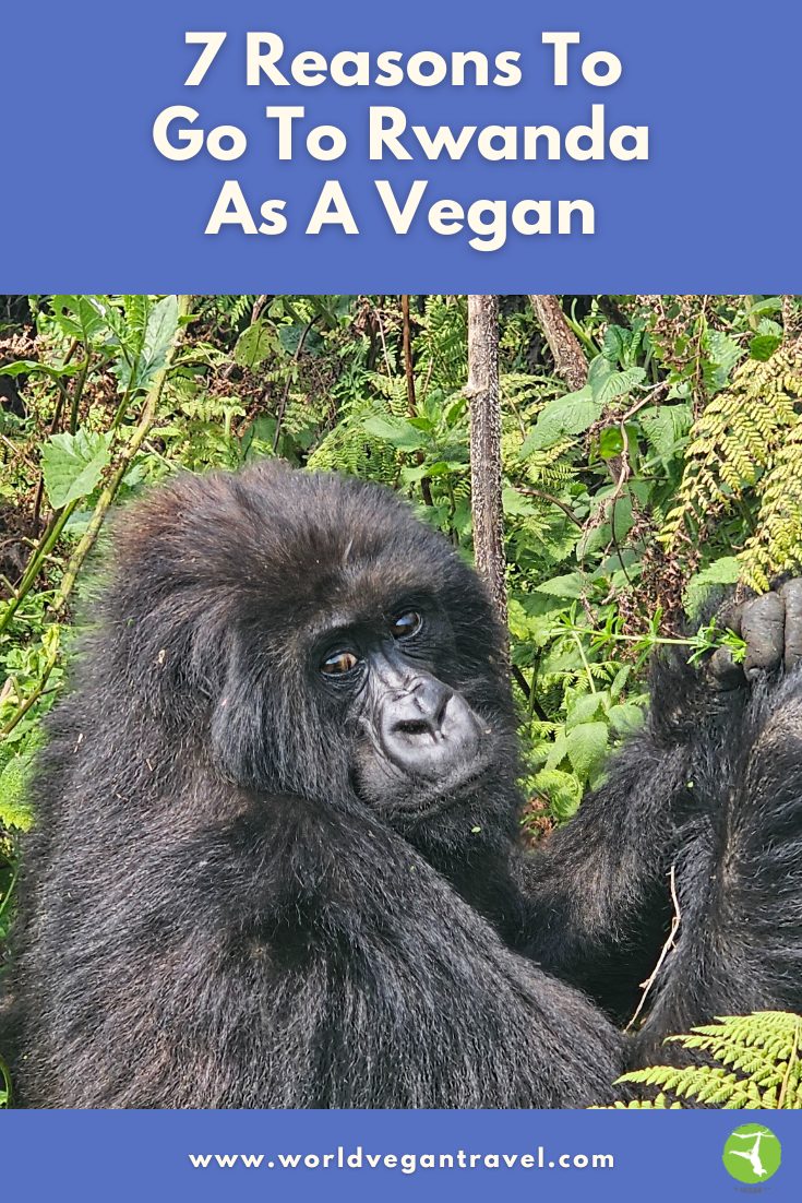 Mountain gorilla in Rwanda spotted on a World Vegan Travel tour.