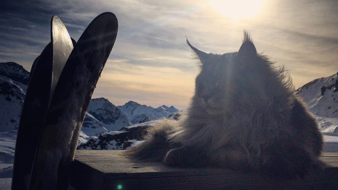 World Vegan Travel Italy vegan hotels Orestes Hutte World Vegan Travel A long-haired cat sitting outside with mountains and a sunset behind