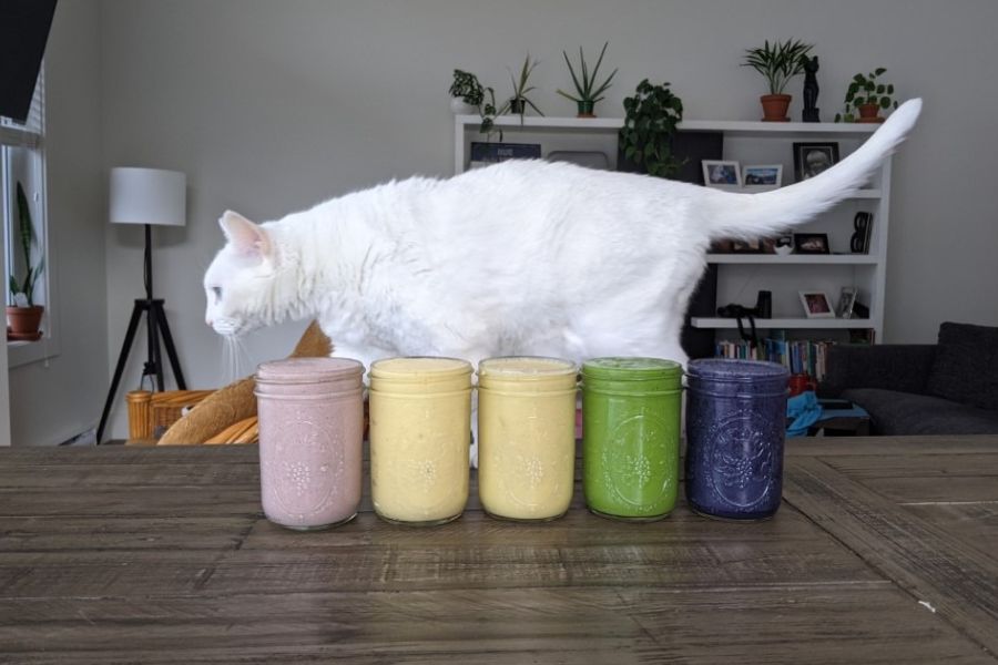 A row of colourful vegan smoothies in jars with a white cat walking behind them.
