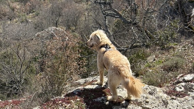 World Vegan Travel_Golden retriever standing on a rocky hilltop overlooking the forested valley of Provence