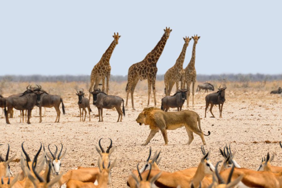 A lion, giraffes, and antelopes in the wild.