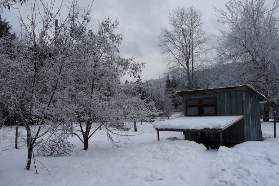 Small wooden cabin and snowy trees during winter in Pemberton.