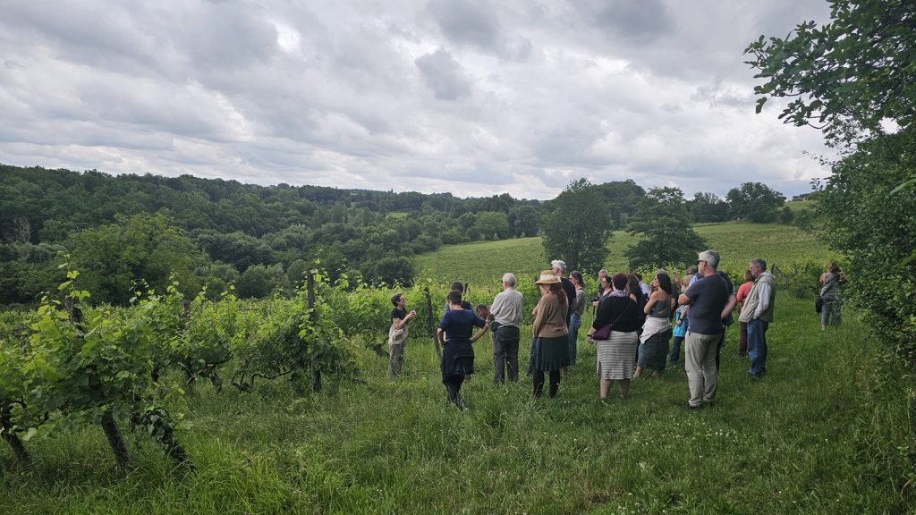 Tour group learning about vines at Château Feely vineyard in France