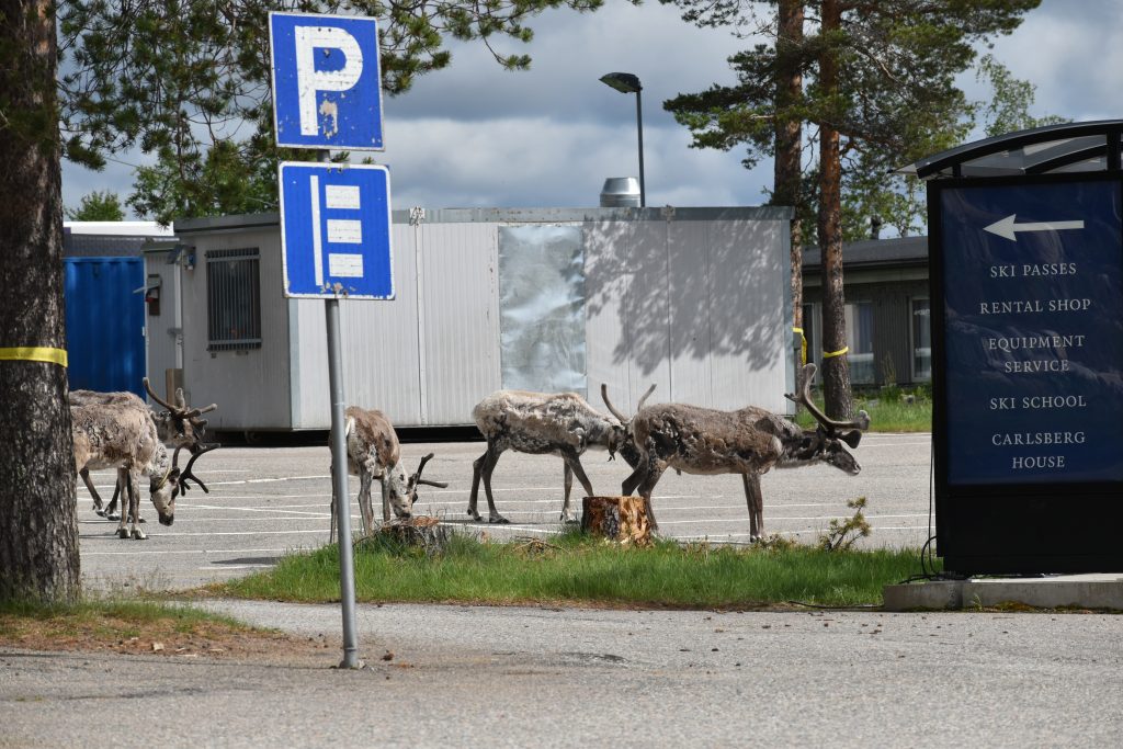 Group of reindeer walking in a Finnish ski resort parking area.