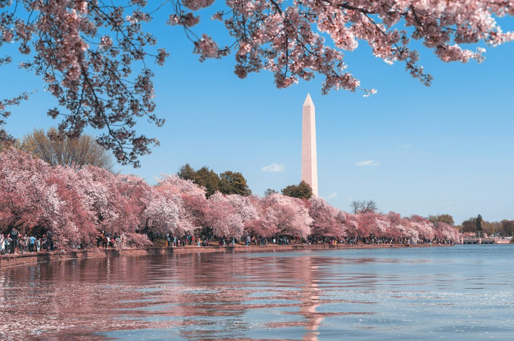 Cherry blossoms along the Tidal Basin with the Washington Monument in the background.