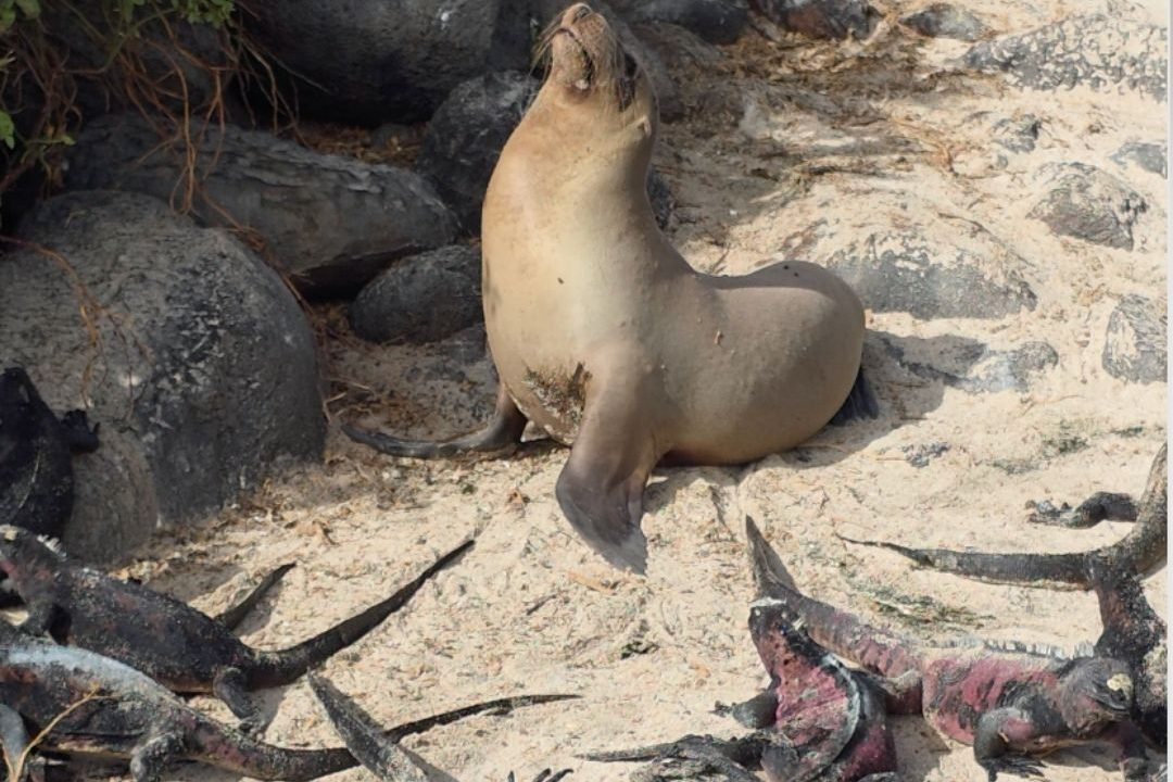 A sea lion relaxes beside red-and-green marine iguanas on a Galápagos beach during vegan travel in Ecuador.