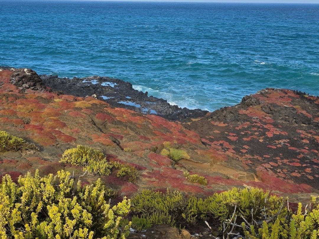 Red sesuvium plants and yellow shrubs overlooking the blue Pacific Ocean in Ecuador’s Galápagos.