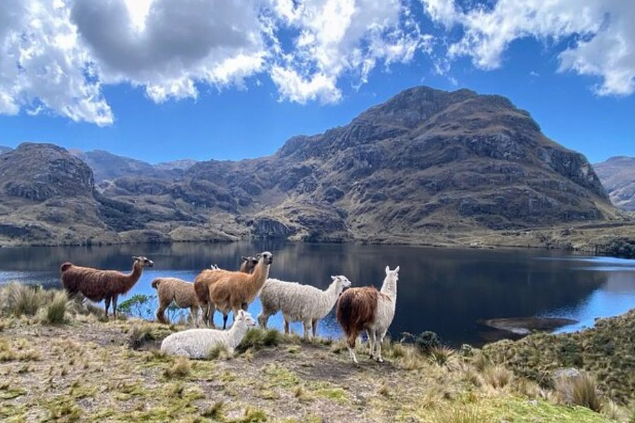 Llamas grazing beside a clear mountain lake in Cajas National Park near Cuenca, Ecuador, with dramatic peaks and blue sky.