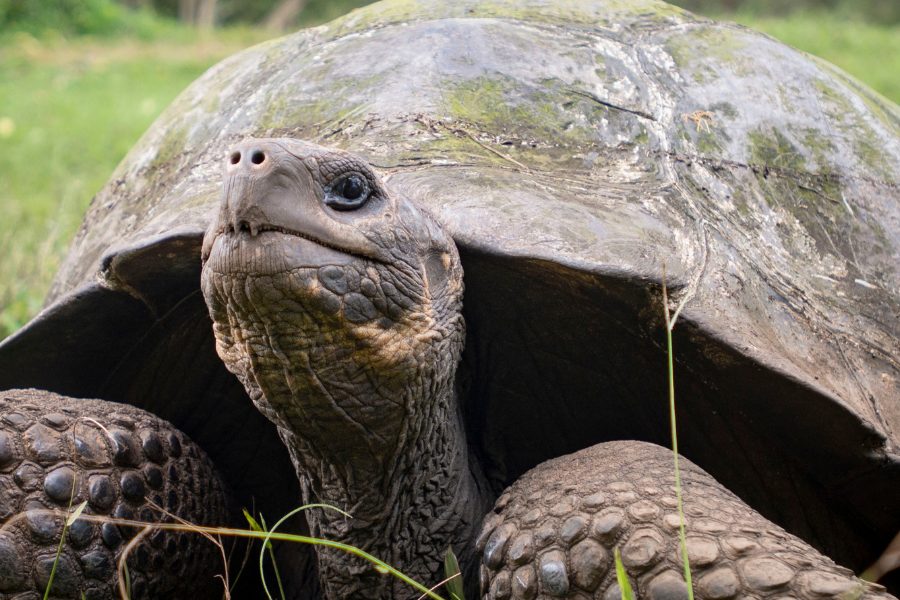 A giant Galápagos tortoise with a weathered shell rests in green grass during vegan travel in Ecuador.