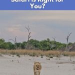 Lion walking through savanna in Greater Kruger on a vegan safari with World Vegan Travel