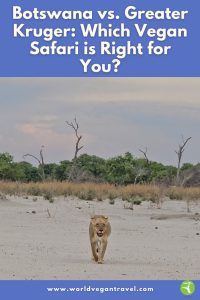 Lion walking through savanna in Greater Kruger on a vegan safari with World Vegan Travel
