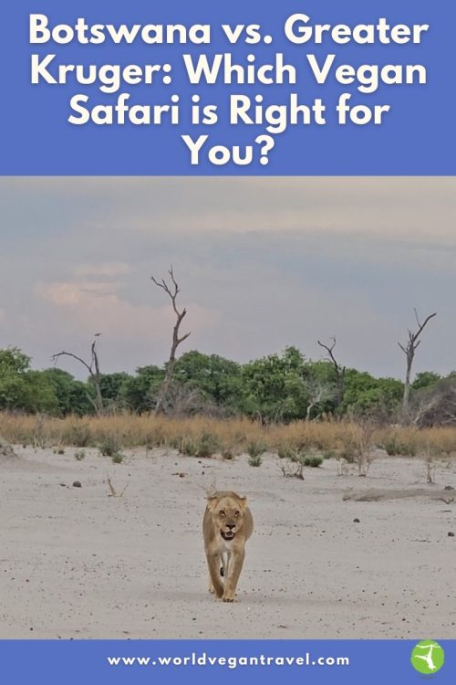 Lion walking through savanna in Greater Kruger on a vegan safari with World Vegan Travel