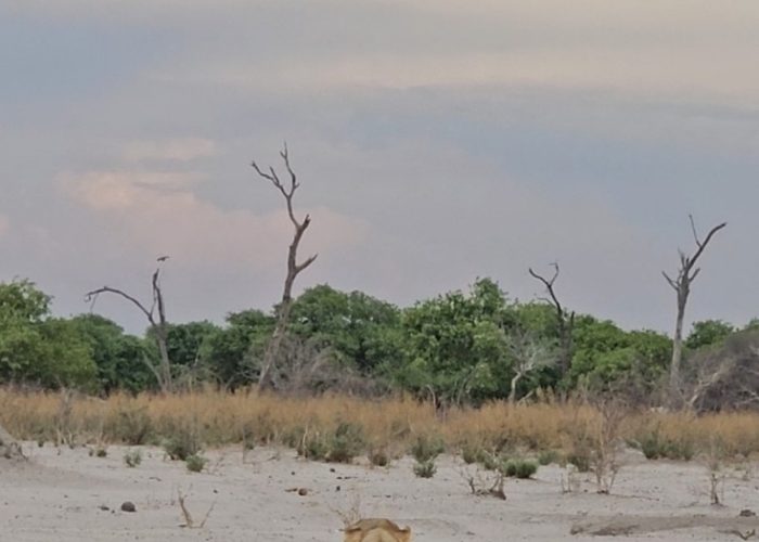 Lion walking through savanna in Greater Kruger on a vegan safari with World Vegan Travel