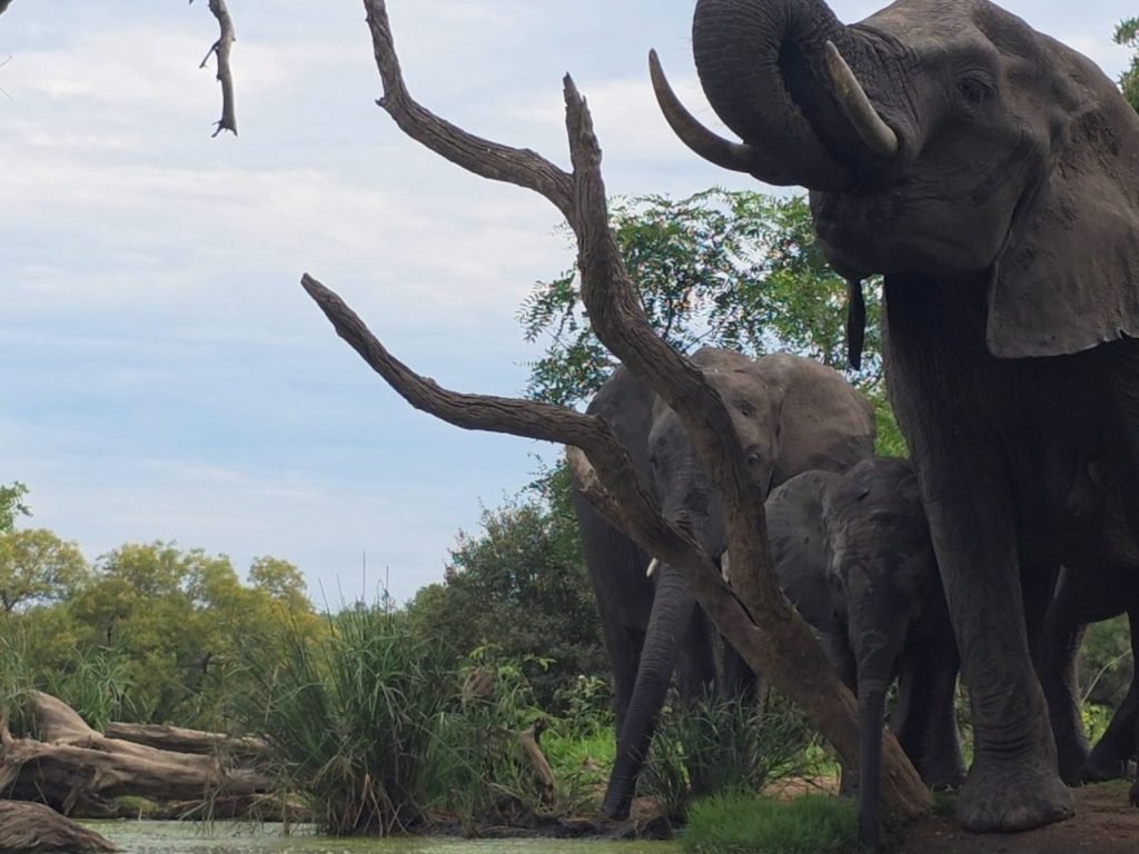 Elephants standing together at a waterhole during a Greater Kruger safari