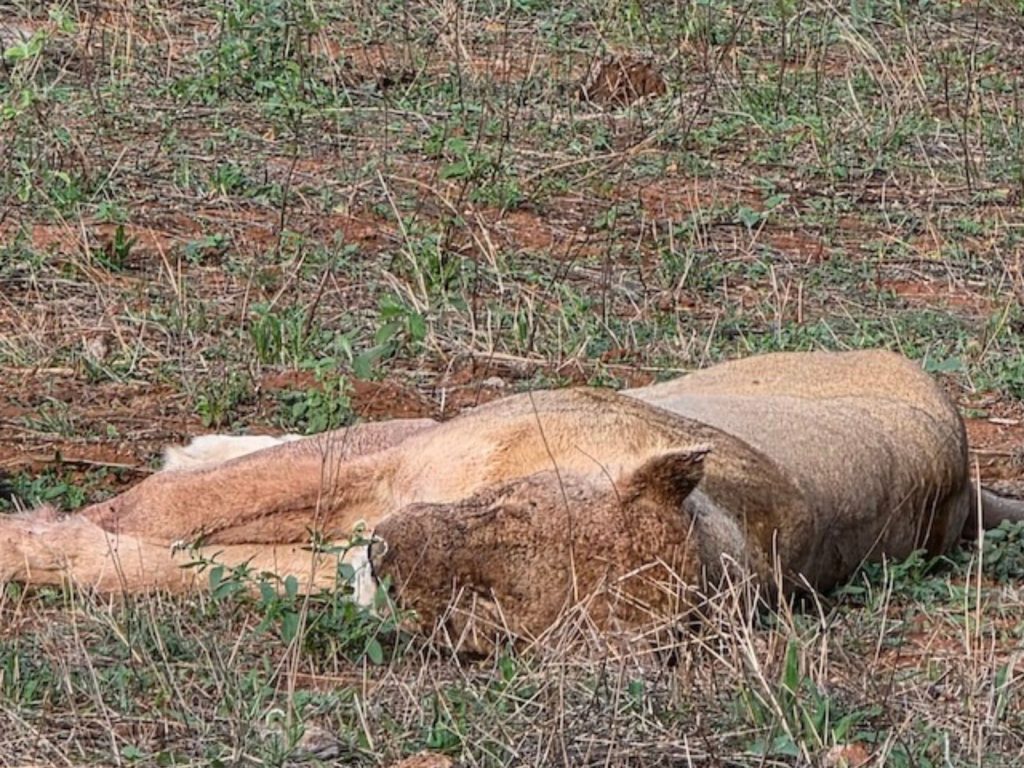 Sleeping lioness resting in the grass during a safari in Greater Kruger