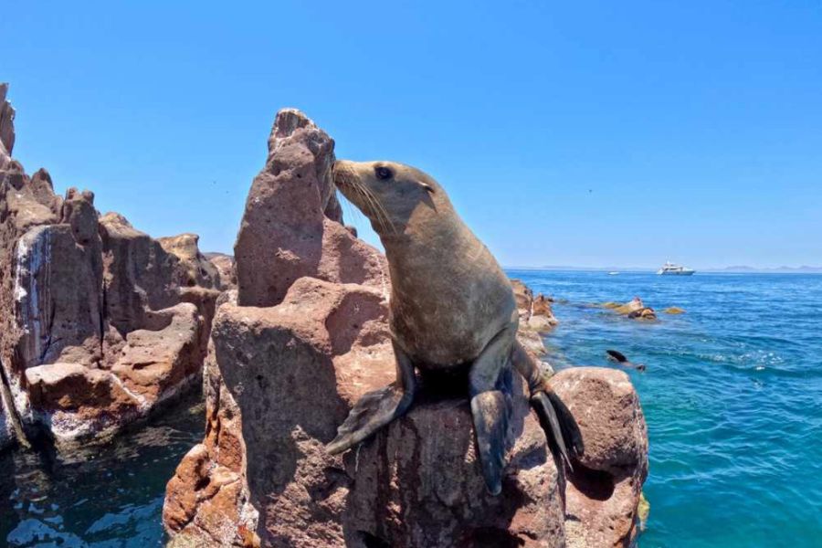 Sea lion resting on rocks during ethical wildlife tour connected to Vegan Mexico City travel