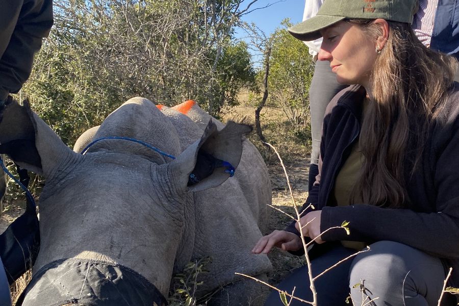 Dr Katie Thompson sitting next to a sedated rhino during wildlife conservation work in South Africa.